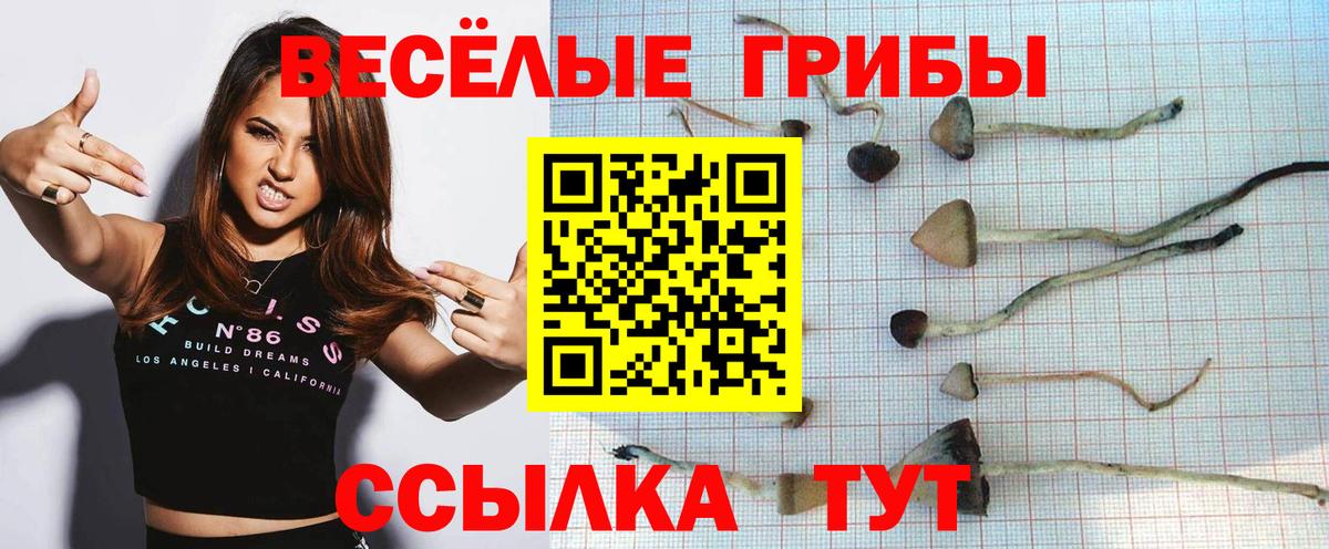 Галлюциногенные грибы Psilocybine cubensis Калуга